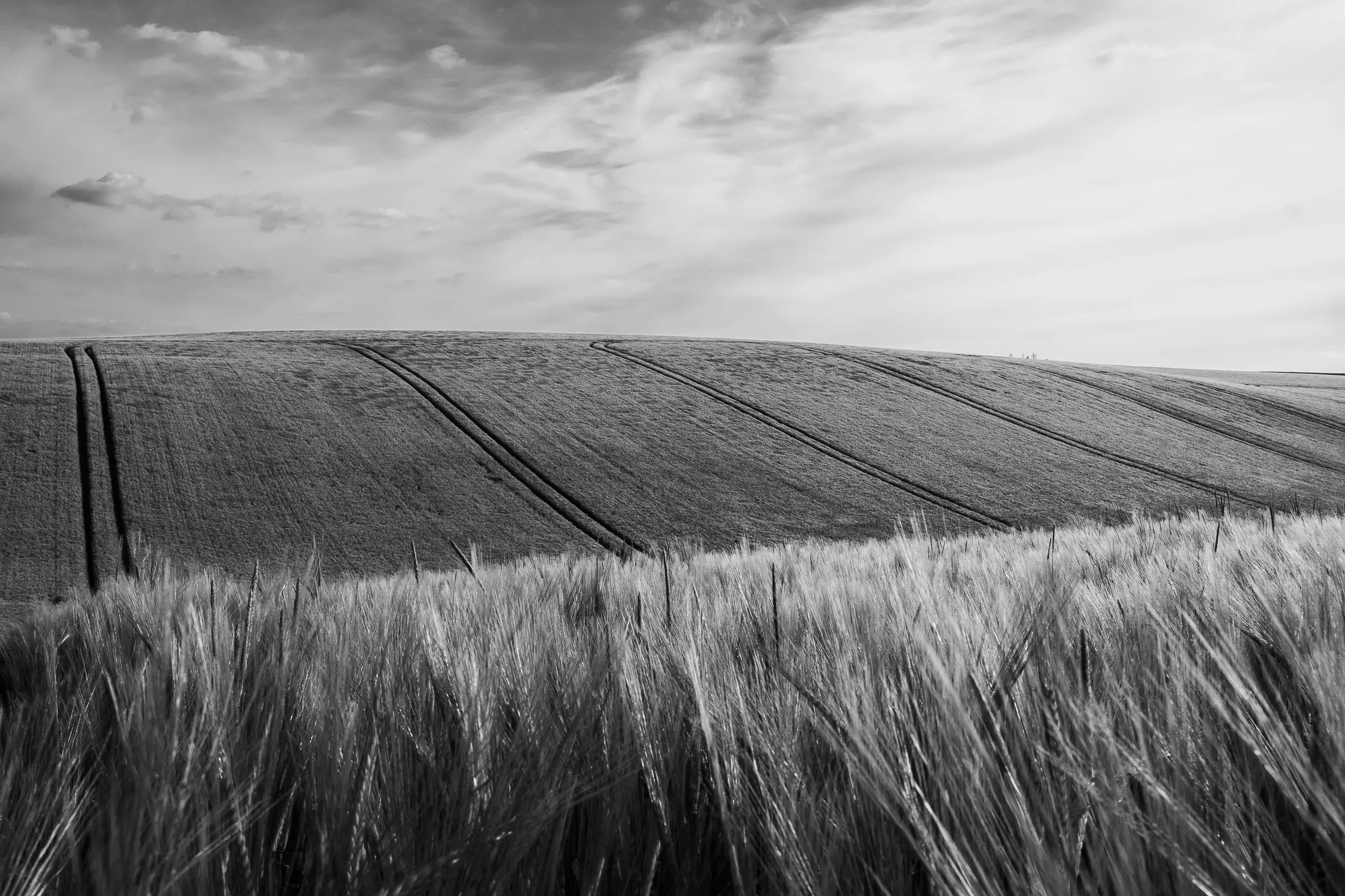 Champ de blé